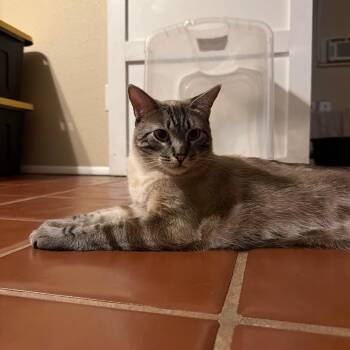 Koda -  Siamese Cat for Adoption in Tempe, Arizona - Koda | PetCurious