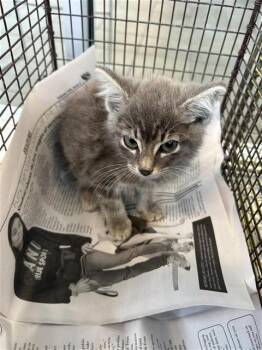 MICKY -  Domestic Short Hair Cat for Adoption in San Antonio, Texas - MICKY | PetCurious