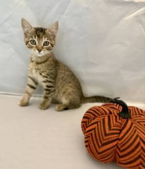 Rescue Domestic Short Hair Cats for Adoption in Picayune, Mississippi - Layden | PetCurious