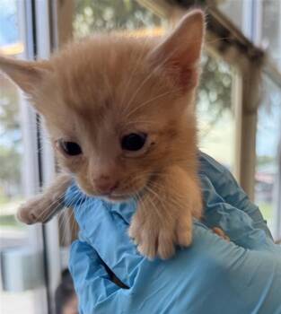 PATRICK -  Domestic Short Hair Cat for Adoption in San Antonio, Texas - PATRICK | PetCurious
