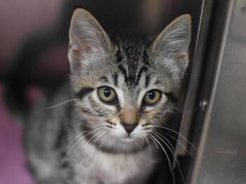 Domestic Short Hair Cats Available for Adoption in Portland, Oregon - Norma | PetCurious
