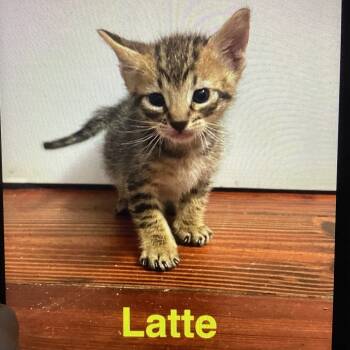 Rescue American Shorthair Cats for Adoption in New Orleans, Louisiana - Latte | PetCurious