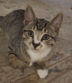 Rescue Domestic Short Hair and American Bobtail Cats for Adoption in Brooksville, Florida - Jelly Roll | PetCurious