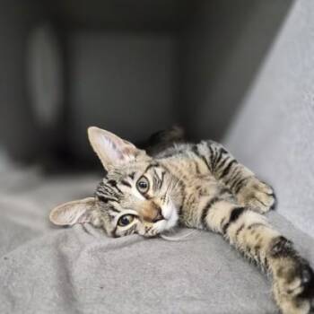 Bae -  Domestic Short Hair Cat for Adoption in Sacramento, California - Bae | PetCurious