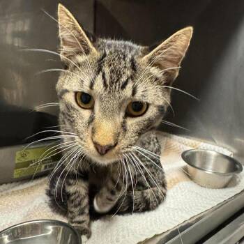 Rowdy -  Domestic Short Hair Cat for Adoption in Edwardsville, Illinois - Rowdy | PetCurious