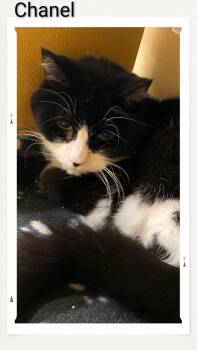 Domestic Short Hair Cats Available for Adoption in Caistor Centre, Ontario - Chanel | PetCurious