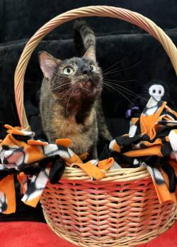 Boba -  Tortoiseshell Cat for Adoption in Pueblo, Colorado - Boba | PetCurious