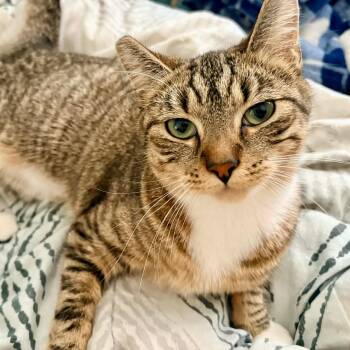Tabby and Domestic Short Hair Cats Available for Adoption in Gladstone, Oregon - Widow | PetCurious