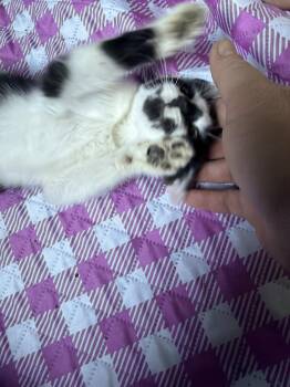 Inkblot -  Domestic Short Hair Cat for Adoption in Wheaton, Illinois - Inkblot | PetCurious