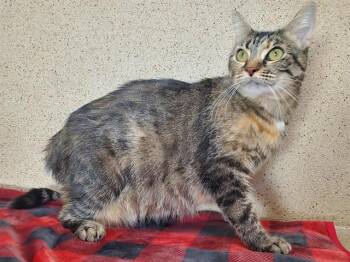 Rescue Domestic Short Hair Cats for Adoption in Sacramento, California - RILEY | PetCurious
