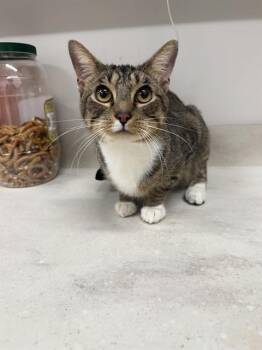 Rescue Domestic Short Hair Cats for Adoption in Baytown, Texas - LARRY | PetCurious