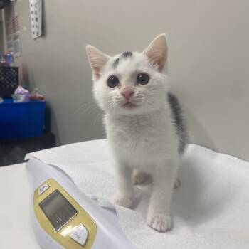 Rescue Domestic Short Hair Cats for Adoption in Chattanooga, Tennessee - Mango | PetCurious