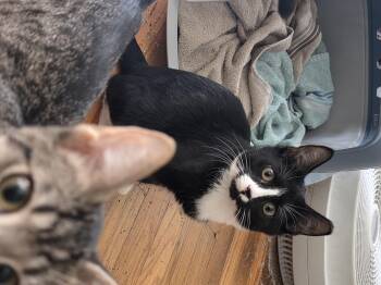 Stephanie -  Domestic Short Hair Cat for Adoption in Round Rock, Texas - Stephanie | PetCurious