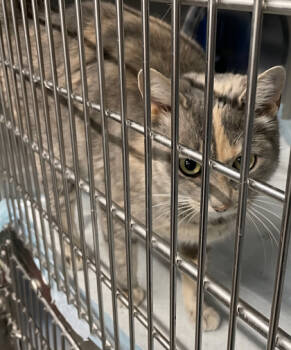 Rescue Domestic Short Hair Cats for Adoption in Simcoe, Ontario - Slippy | PetCurious