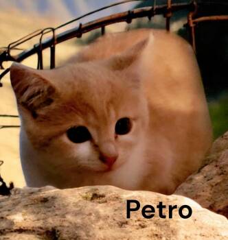 Petro -  Tabby Cat Available for Adoption in Weems, Virginia - Petro | PetCurious