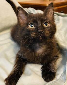 DIANE -  Domestic Short Hair Cat for Adoption in Sacramento, California - DIANE | PetCurious