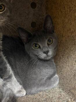 Mashed Potatoes -  Domestic Short Hair Cat for Adoption in Raleigh, North Carolina - Mashed Potatoes | PetCurious