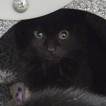 Domestic Short Hair Cats Available for Adoption - Mustard | PetCurious