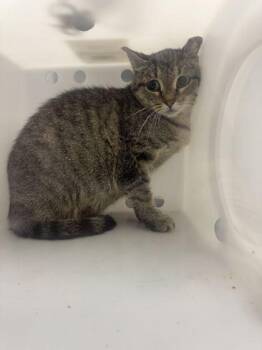 Traffic Cone -  Domestic Short Hair Cat for Adoption in Sevierville, Tennessee - Traffic Cone | PetCurious