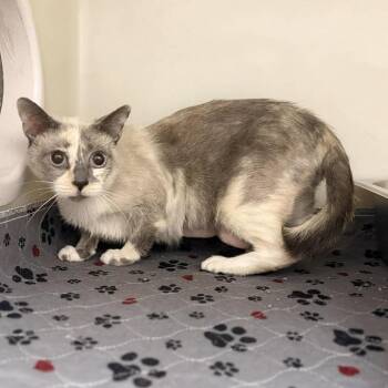 Domestic Short Hair Cats Available for Adoption in Jacksboro, Tennessee - Selena | PetCurious