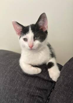 Cadbury -  Domestic Short Hair Cat for Adoption in Lambertville, New Jersey - Cadbury | PetCurious