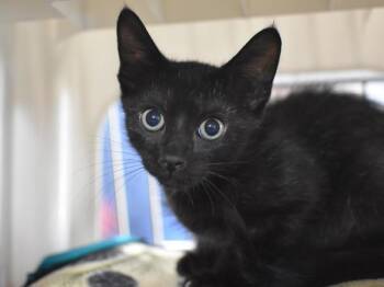 Chevron -  Domestic Short Hair Cat for Adoption in Portland, Oregon - Chevron | PetCurious