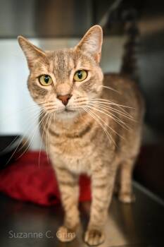 Tutu -  Domestic Short Hair Cat Available for Adoption in Elmwood, Louisiana - Tutu | PetCurious