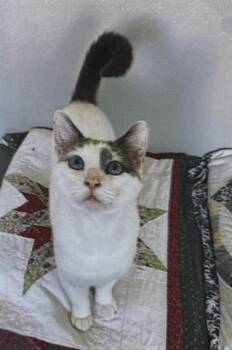 Spongebob -  Domestic Short Hair Cat for Adoption in Fort Madison, Iowa - Spongebob | PetCurious