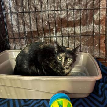 Chess -  Domestic Short Hair Cat for Adoption in Stephenville, Texas - Chess | PetCurious