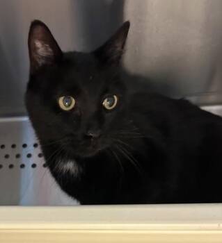 Orion -  Domestic Short Hair Cat for Adoption in Kansas City, Missouri - Orion | PetCurious