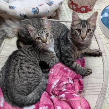 Maine Coon and Domestic Long Hair Cats Available for Adoption - Bruno & Mirabel (Bonded) | PetCurious