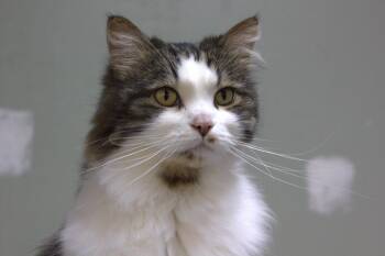 Tamarillo -  Domestic Long Hair Cat for Adoption in Montreal, Quebec - Tamarillo | PetCurious