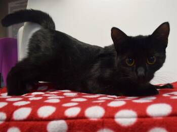 MAJA -  Domestic Short Hair Cat for Adoption in Sacramento, California - MAJA | PetCurious