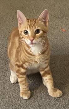 Gus -  Domestic Short Hair Cat for Adoption in Antioch, California - Gus | PetCurious