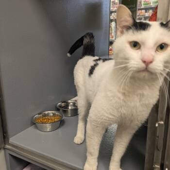 Pepper Poppins -  Domestic Short Hair Cat for Adoption in Philadelphia, Pennsylvania - Pepper Poppins | PetCurious