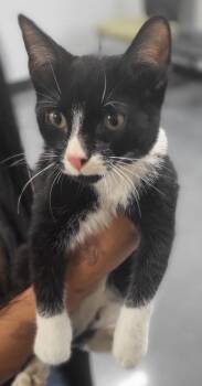 Sf 12 Loki -  Domestic Short Hair Cat for Adoption in Lawrenceville, Georgia - Sf 12 Loki | PetCurious