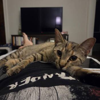 Marlowe -  Domestic Short Hair Cat for Adoption in Chicago, Illinois - Marlowe | PetCurious