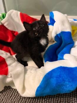 Mikan -  Domestic Short Hair Cat for Adoption in Newnan, Georgia - Mikan | PetCurious