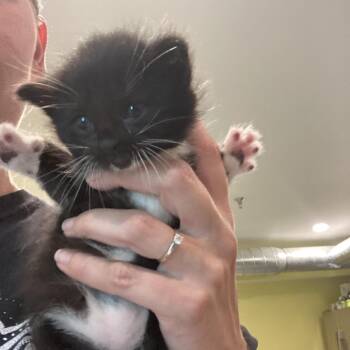 Alexa Bliss -  Domestic Short Hair Cat for Adoption in West Des Moines, Iowa - Alexa Bliss | PetCurious