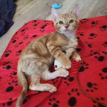 Trey -  Domestic Short Hair Cat for Adoption in Houston, Texas - Trey | PetCurious