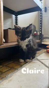 Claire -  Domestic Medium Hair and Calico Cat for Adoption in Ruskin, Florida - Claire | PetCurious