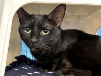 Belladonna -  Domestic Short Hair Cat for Adoption in Portland, Oregon - Belladonna | PetCurious