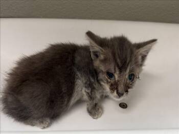 KEVIN -  Domestic Short Hair Cat for Adoption in Tracy, California - KEVIN | PetCurious