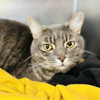 Buddy -  Domestic Short Hair Cat for Adoption in Jackson Township, New Jersey - Buddy | PetCurious