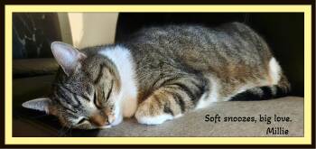Millie - Love looks like this — quiet and pure. -  Domestic Short Hair Cat for Adoption in Winston-salem, North Carolina - Millie - Love Looks Like This — Quiet And Pure. | PetCurious