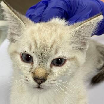 111894 -  Domestic Short Hair Cat for Adoption in Las Cruces, New Mexico - 111894 | PetCurious