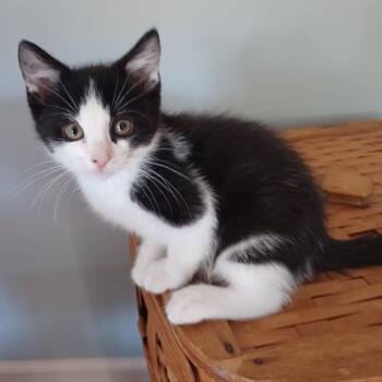 Gary -  Domestic Short Hair Cat Available for Adoption in Wind Gap, Pennsylvania - Gary | PetCurious
