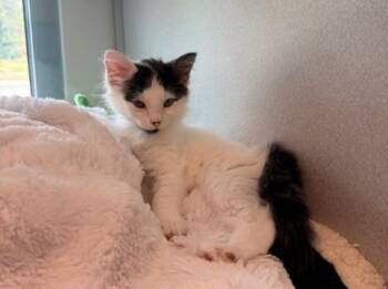 SUBARU -  Domestic Short Hair Cat for Adoption in Leesburg, Virginia - SUBARU | PetCurious