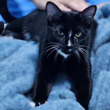 Cocada -  Domestic Short Hair Cat for Adoption in Allen, Texas - Cocada | PetCurious