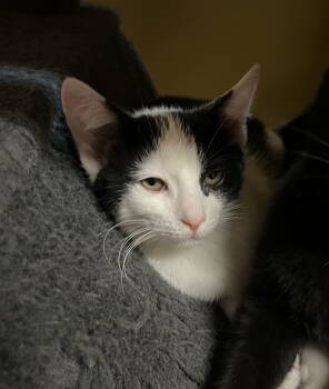 Rescue Domestic Short Hair Cats for Adoption in Blasdell, New York - McRib | PetCurious